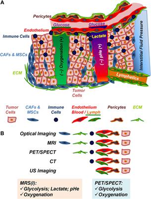 Characterization of the Tumor Microenvironment and Tumor–Stroma Interaction by Non-invasive Preclinical Imaging